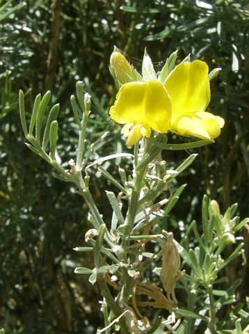 Teline rosmarinifolia