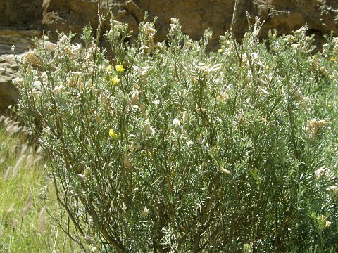 Teline rosmarinifolia