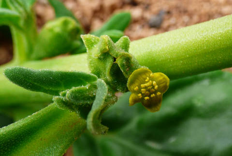 Tetragonia
          tetragonoides