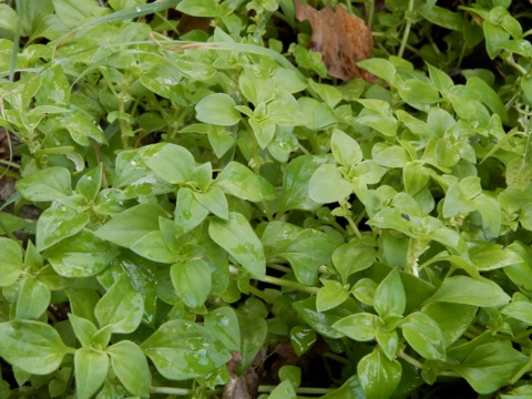 Theligonum cynocrambe