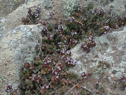 Thymus origanoides