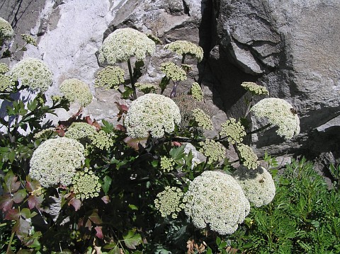 Tinguarra cervariaefolia