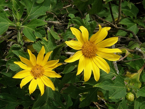 Tithonia diversifolia