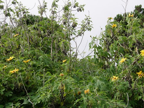 Tithonia diversifolia