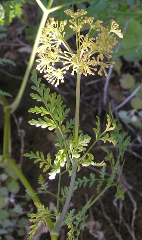 Todaroa aurea