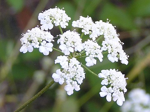 Torilis arvensis ssp.neglecta