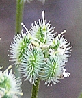 Frutos de Torilis arvensis