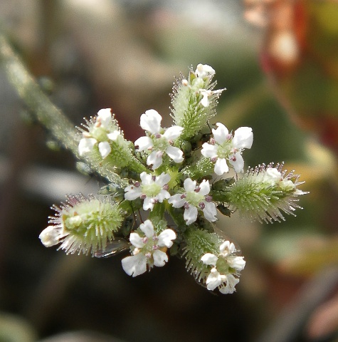 Torilis elongata