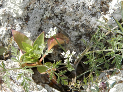 Torilis elongata