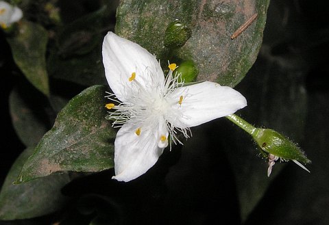 Tradescantia fluminensis