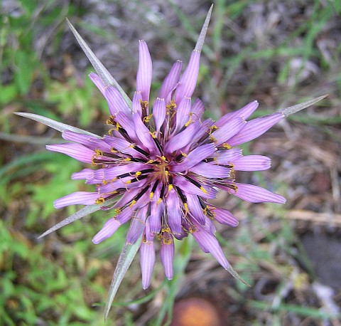 Tragopogon porrifolius