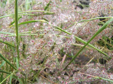 Tricholaena teneriffae