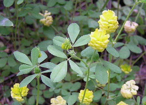 Trifolium campestre