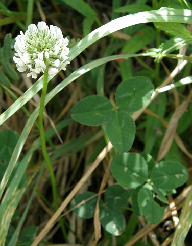 Trifolium repens