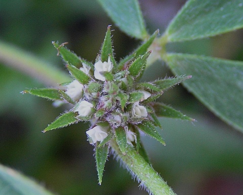 Trifolium scabrum