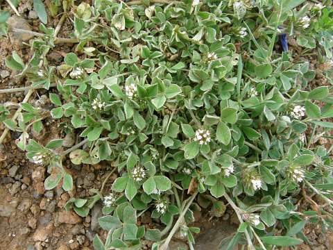 Trifolium striatum