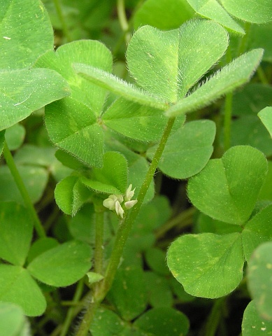 Trifolium subterraneum