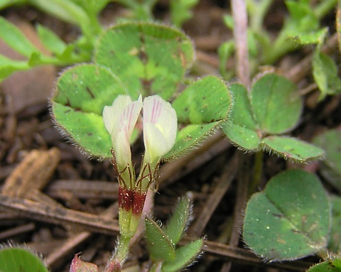 Trifolium subterraneum