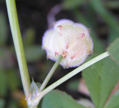 Trifolium tomentosum