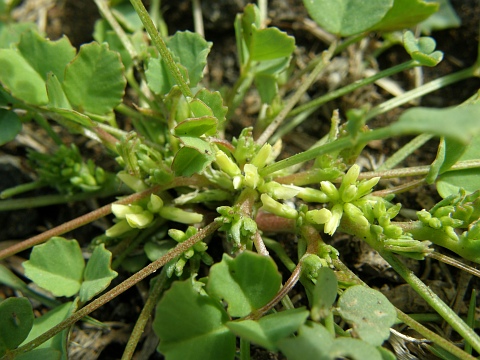 Flores de Trigonella stellata