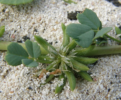 Frutos de Trigonella stellata