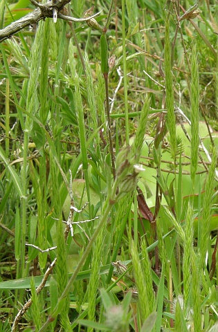 Trisetum paniceum