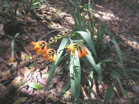 Tritonia x crocosmiiflora