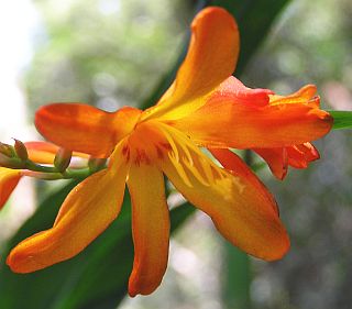 Flor de Tritonia x crocosmiiflora