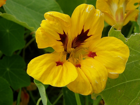 Tropaeolum majus