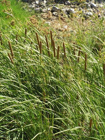 Typha domingensis