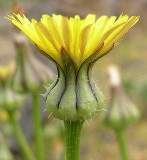 Captulo de Urospermum picroides