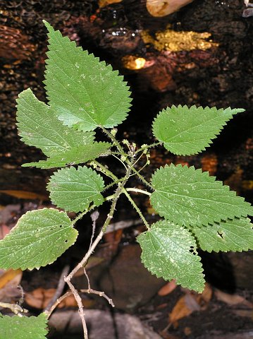 Urtica morifolia