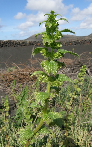 Urtica urens