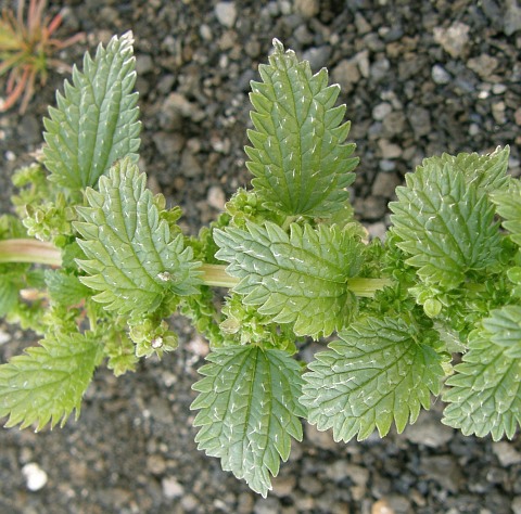 Urtica urens