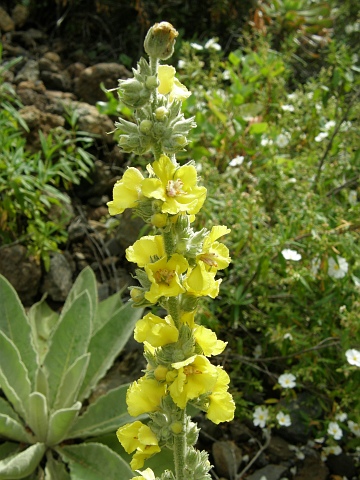 Verbascum thapsus