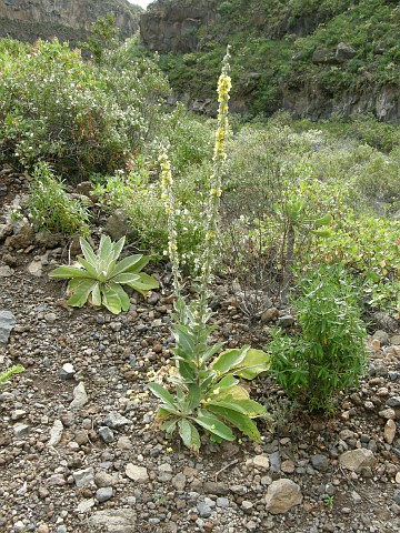 Verbascum thapsus