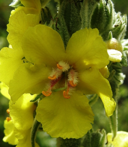 Verbascum thapsus