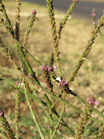 Verbena officinalis