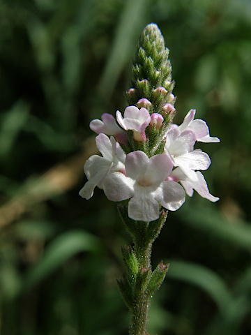 Verbena officinalis