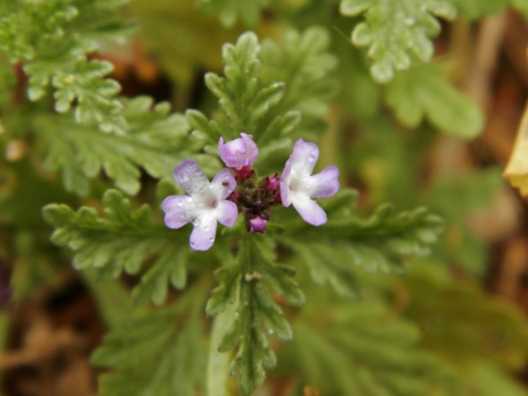 Verbena supina