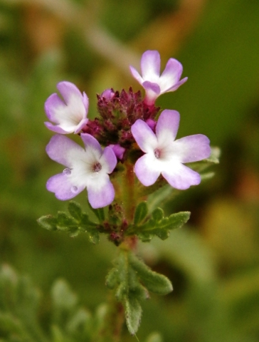 Verbena supina