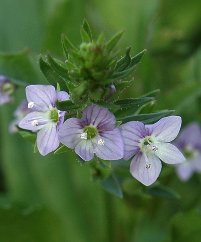 Flores de Veronica anagallis-aquatica