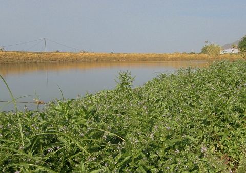 Veronica anagallis-aquatica