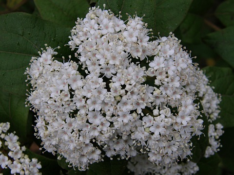 Viburnum rigidum