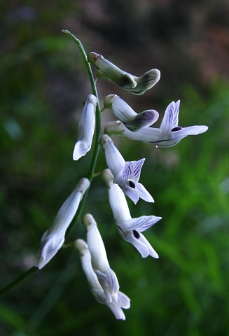 Vicia cirrhosa