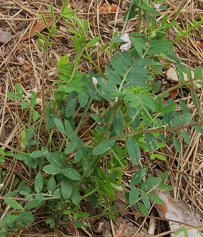 Vicia disperma