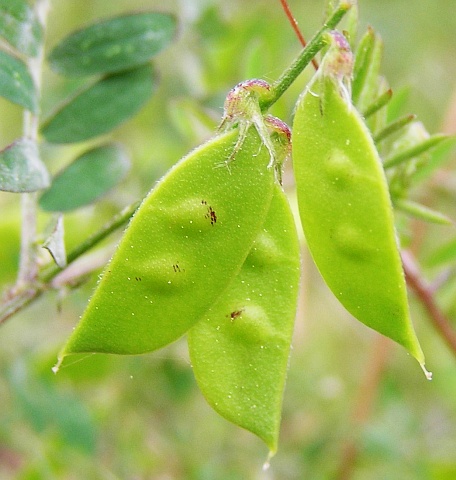 Vicia disperma