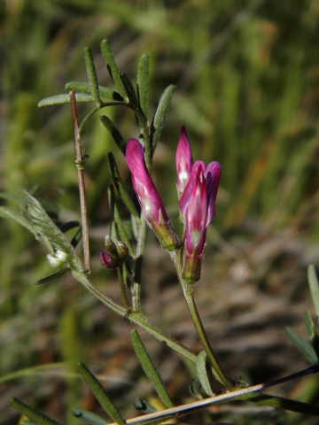 Vicia monantha