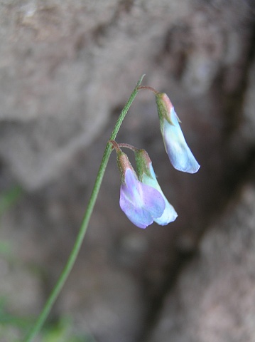 Vicia parviflora