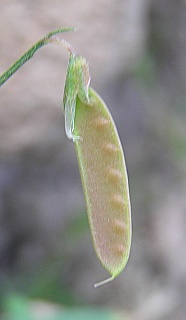 Vicia parviflora